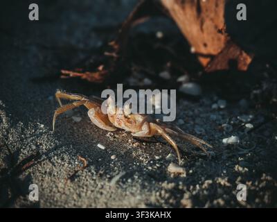 Granchio da spiaggia dalle zampe pelose che cammina sulla sabbia vicino a un pezzo di legno alla deriva nella luce fioca della sera lungo la riva. Foto Stock