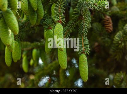 Prima vista di coni di abete verde freschi appesi a rami sempreverdi. Sfondo di foresta naturale con fogliame di conifere vivace, che mostra la crescita primaverile Foto Stock