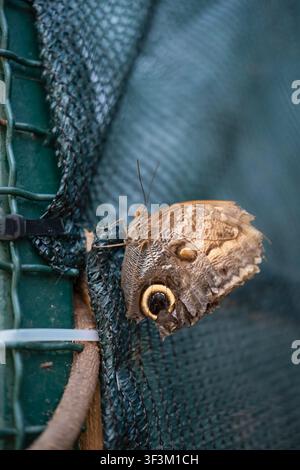 Foto stock farfalla neon Foto Stock