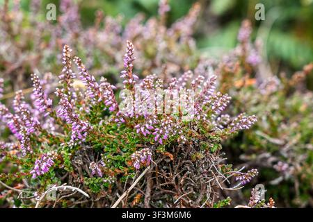 Prima vista di erica selvatica con fiori rosa e bianchi Foto Stock