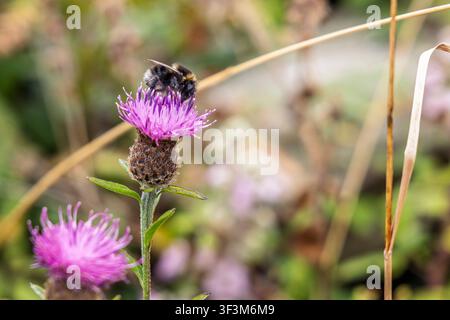 Prima vista di un'ape che raccoglie polline dal fiore rosa di un piccolo cardo ad Anglesey, Galles Foto Stock