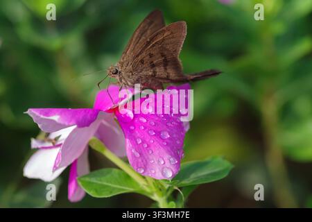 Una falena appollaiata su un fiore colorato, che si nutre. Foto Stock