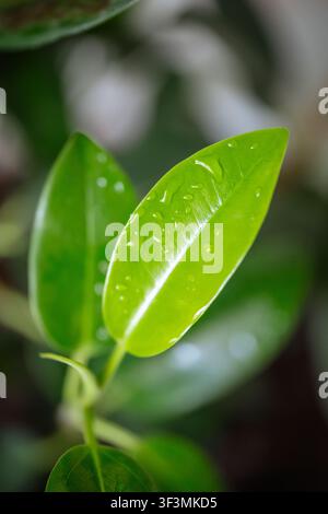 Fresche foglie di ficus verdi con gocce d'acqua, macro su sfondo sfocato morbido Foto Stock