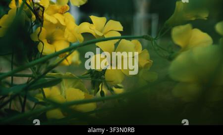 Fiori di ranuncolo giallo delle Bermuda in fiore nel giardino Foto Stock