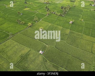 Predefinito, vista aerea di risaie verdi con piccole fattorie e palme intervallate, vista aerea delle terrazze di riso vicino a Ubud, Bali, Indonesia, S Foto Stock