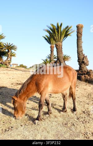 Un cavallo Misaki selvatico che pascola su un campo erboso davanti a palme da sagù sotto un cielo blu terso al Capo Toi in Giappone. Foto Stock