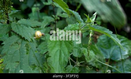Lumaca gialla su foglie verdi in un ambiente boschivo lussureggiante, che mostra una vegetazione detailed e elementi naturali dell'habitat in un ecosistema vivace Foto Stock
