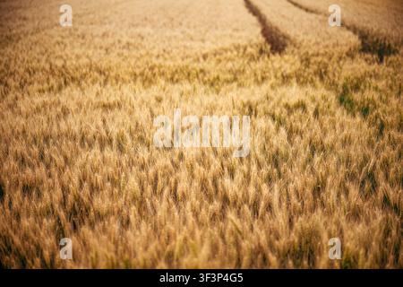 Campo di grano dorato al tramonto con tracce di trattore su un vasto paesaggio rurale di terreno agricolo, messa a fuoco selettiva Foto Stock