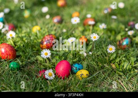 Prima vista di un uovo di gallina rosso di Pasqua e quattro uova di quaglia colorate appoggiate sull'erba verde fresca tra margherite in fiore. Uova di Pasqua sfocate in Foto Stock