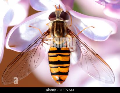 Vespa che imita la mosca hoverfly Syrphidae in riposo su un fiore di lillà viola macro Foto Stock