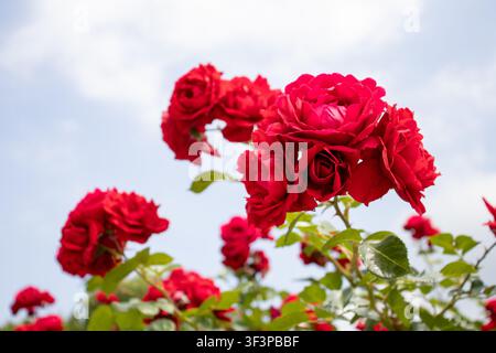 Un vivace e fitto grappolo di rose rampicanti rosso acceso fiorisce abbondantemente su un cespuglio in un giardino. Foto Stock