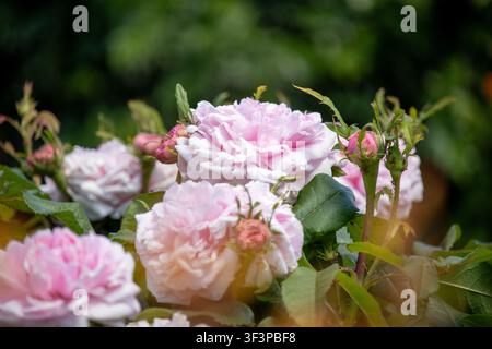 Prima vista di rose inglesi rosa tenue in fiore circondate da fogliame verde e boccioli in un contesto di giardino estivo Foto Stock