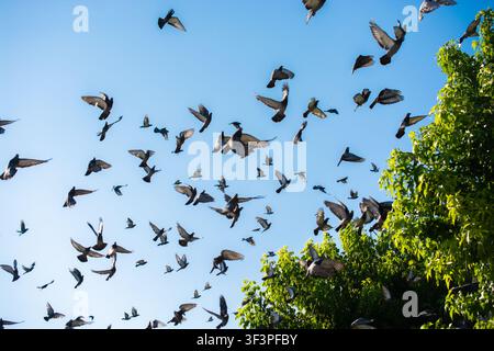Schiarada di piccioni che volano sopra le cime degli alberi contro un cielo blu terso, Turchia Foto Stock