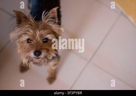 Cane Yorkshire terrier in piedi su un pavimento piastrellato beige, che guarda verso lo spettatore Foto Stock