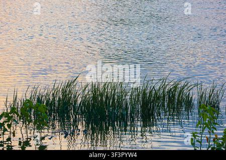 Acqua di lago tranquilla con canne verdi e riflessi naturali. Una scena acquatica calma con alti canneti lungo la riva e riflessi morbidi. Foto Stock