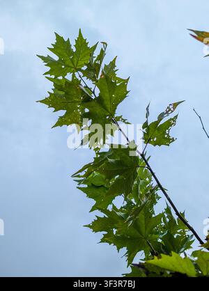 Foglie di acero verdi su un ramo snello contro un cielo blu morbido, viste dal basso in un ambiente naturale all'aperto. Foresta di Uttarakhand, India Foto Stock