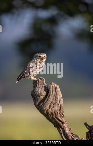 Piccolo gufo adulto, Athene noctua, appollaiato su un ramo di legno nodoso nella campagna dello Staffordshire, Inghilterra, Regno Unito Foto Stock