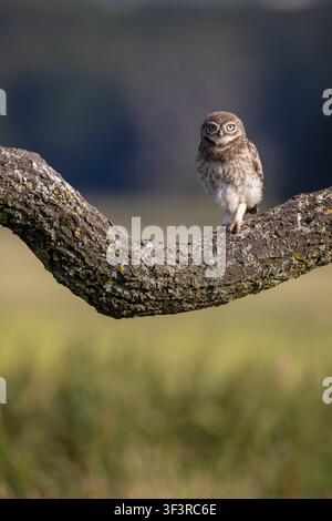 Giovane civetta, Athene noctua, appollaiata su un ramo spesso di quercia nella campagna dello Staffordshire, Inghilterra, Regno Unito Foto Stock