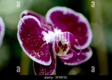 Un fiore di orchidea viola è mostrato in primo piano con uno sfondo verde morbido. La bassa profondità di campo evidenzia i petali e i dettagli centrali. Foto Stock