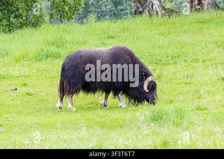 Alce muschiato Ovibos moschatus che pascola in un pascolo verde e rigoglioso sotto la luce di un giorno nuvoloso a Palmer, Alaska, USA Foto Stock