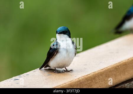 Rondine bicolore Tachycineta bicolor appollaiata su una ringhiera di passerella in legno sotto una luce soffusa e nuvolosa a Potter Marsh Anchorage, Alaska, USA Foto Stock