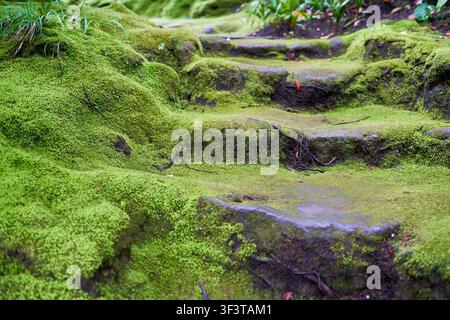 Prima vista di antichi gradini in pietra completamente ricoperti di muschio verde vibrante, che crea una texture morbida e vellutata sulle superfici rocciose erose. Foto Stock
