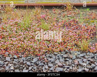 Massicciata ferroviaria coperta da abbondanti piante e erbe fiorite rosa. L'immagine mostra una vista ravvicinata di binari ferroviari con elementi invecchiati Foto Stock