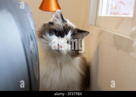 Gatto domestico Ragdoll con pelo lungo che mostra curiosità in un ambiente domestico Foto Stock