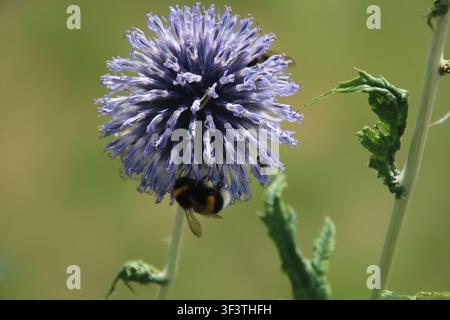 Bombus terrestris scuro appeso a un fiore di cardo globoso viola Foto Stock