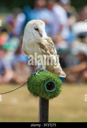Un gufo reale occidentale (Tyto alba) a una dimostrazione di falconeria a Hampton Court Palace a luglio. Eventi English Heritage. Foto Stock