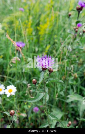 Fiore selvatico di centaurea viola-marrone in fiore in un prato verde estivo Foto Stock