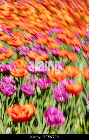 Sfocatura impressionistica del movimento di fiori di tulipano arancioni e viola vibranti in un giardino primaverile, creando uno sfondo astratto dinamico con strisce morbide Foto Stock