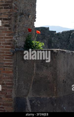 Due papaveri di campo (Papaver rhoeas) in fiore in un muro romano in rovina, Pompei. Foto Stock