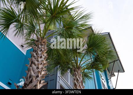 Alte palme accanto a un edificio colorato blu e rosa con balconi, che unisce architettura moderna e vegetazione tropicale Foto Stock