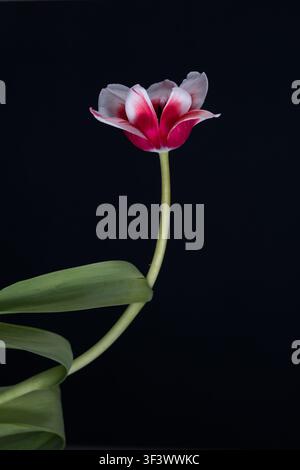 Un unico tulipano Sussurro di Sogni, un cultivar a fioritura di giglio, su uno sfondo nero. Foto Stock