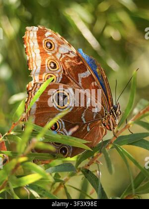 Farfalla marrone vista laterale su una pianta verde, che mostra dettagli delicati della fauna insettica con ali decorate e fogliame naturale. Foto Stock