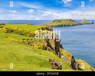 Testa del Verme e splendida costa del Pembrokeshire, Galles, Regno Unito. Ginestra gialla brillante, cielo azzurro e mare, erba verde rigogliosa. Foto Stock