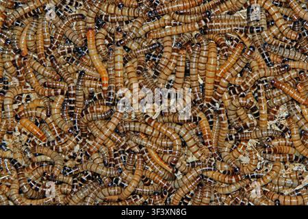 Un grande ammasso di larve di tenebrie con corpi marrone chiaro e motivi a bande scure, che mostra il loro aspetto come cibo vivo ad alto contenuto proteico per animali domestici e rettili Foto Stock