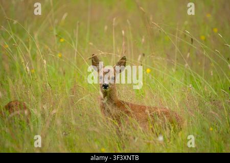 Cerbiatto di capriolo nel prato fiorito estivo. Foto Stock