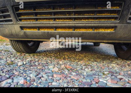 Vista ravvicinata della griglia anteriore del veicolo riempita di materiale organico giallo essiccato. Visibili il pneumatico e il terreno ghiaioso, catturati alla luce calda del giorno. Foto Stock