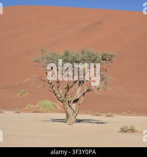 Un albero vivente rimasto sulle saline di Deadvlei nel deserto del Namib, Namibia Foto Stock