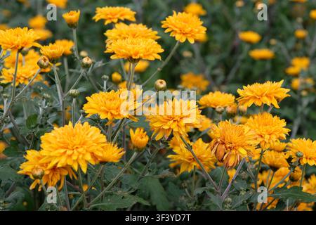 Crisantemo giallo ‘Dixter Orange’ in fiore. Foto Stock