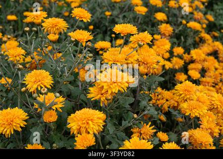 Crisantemo giallo ‘Dixter Orange’ in fiore. Foto Stock