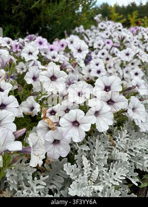 Prima vista di vibranti fiori di petunia bianchi con centri viola che fioriscono abbondantemente in un letto verde lussureggiante accanto alla fogliaia argentata del dusty miller Foto Stock