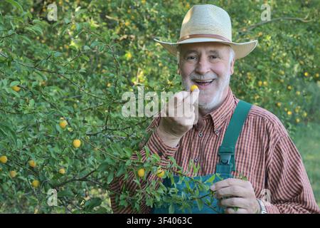 Un anziano giardiniere con un cappello di paglia e una tuta da lavoro sorride mentre assaggia una prugna mirabella gialla appena colta davanti a un cespuglio di frutta. Foto Stock