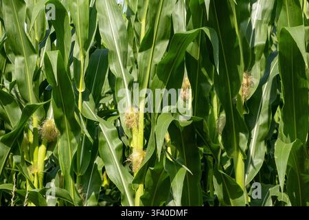 Prima vista di un campo di mais verde con giovani pannocchie e seta che crescono in estate. Foto Stock