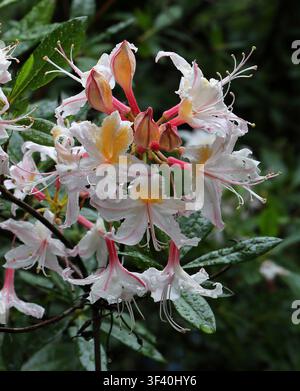 Azalea occidentale o Azalea della California, Rhododendron occidentale, Ericaceae. Ovest degli Stati Uniti, Nord America. Foto Stock