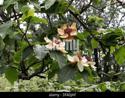 Magnolia di Wiesener o Magnolia di Watson, Magnolia × wieseneri, Magnoliaceae. Giappone, Asia. Foto Stock