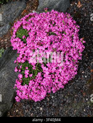 Phlox strisciante, Phlox muschiato, Phlox rosa o Phlox di montagna, Phlox subulata, Polemoniaceae. Stati Uniti orientali e centrali. Foto Stock