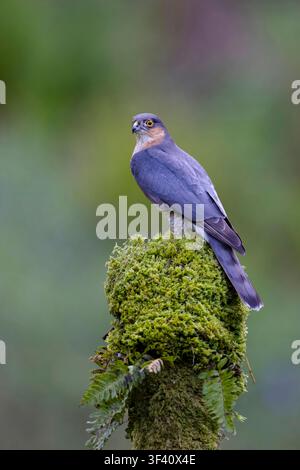 Falco sparviero maschio, Accipiter nisus, appollaiato su un ceppo d'albero muschioso. Dumfries e Galloway, Scozia, Regno Unito. 2026 Foto Stock